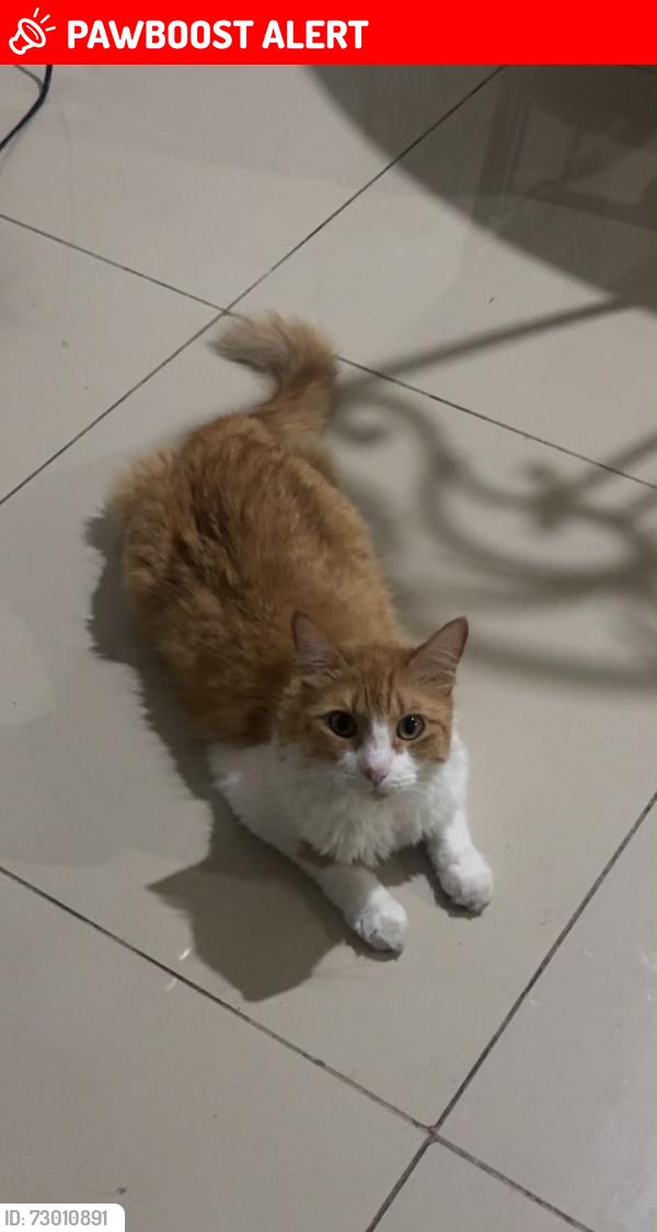 Lost Female Cat last seen Villa del cedro, blvd del universo en Residencial terracota, Culiacán Rosales, Sin. 80058