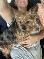 Reunited Male Dog last seen Highland Ave , Clearwater, FL 33764
