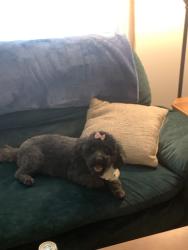 Reunited Female Dog last seen Bojangles , Greensboro, NC 27405