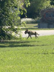 Found/Stray Male Dog last seen Highway 75 & 96th, Sperry, OK 74073
