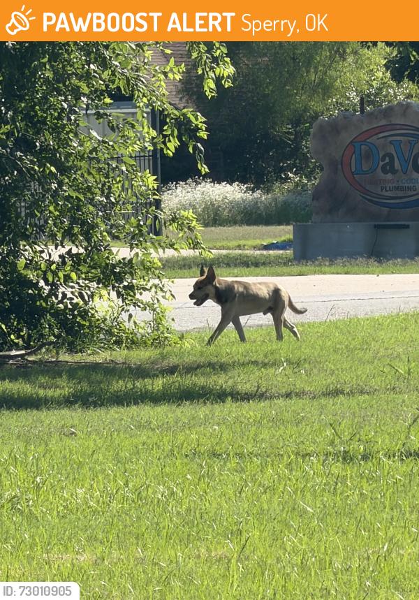 Found/Stray Male Dog last seen Highway 75 & 96th, Sperry, OK 74073