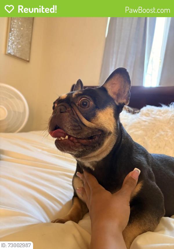 Reunited Female Dog last seen Tangerine Avenue in East Hemet, Hemet, CA 92544