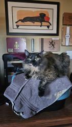 Lost Female Cat last seen Between 3 par and executive golf courses , Yuma, AZ 85367