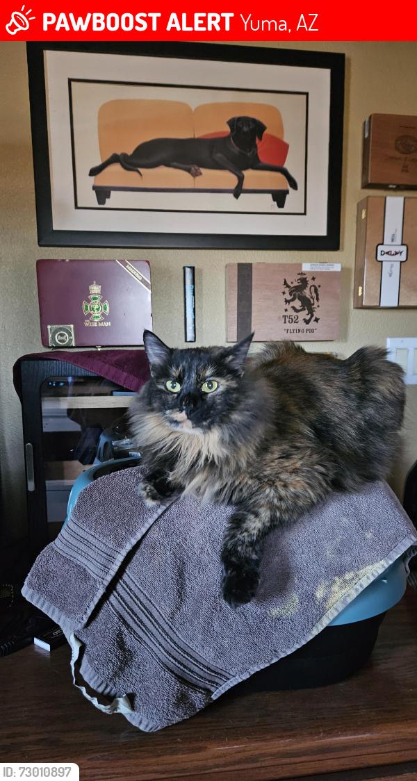 Lost Female Cat last seen Between 3 par and executive golf courses , Yuma, AZ 85367