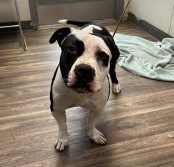 Shelter Stray Male Dog last seen Near 41st Street, San Diego, CA, 92105, 5500 Gaines St, San Diego, CA 92110, USA