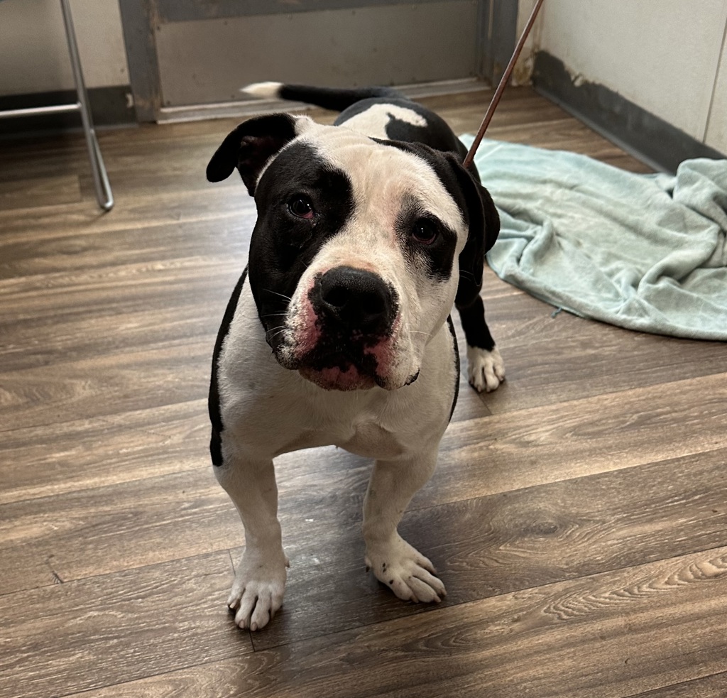 Shelter Stray Male Dog last seen Near 41st Street, San Diego, CA, 92105, 5500 Gaines St, San Diego, CA 92110, USA