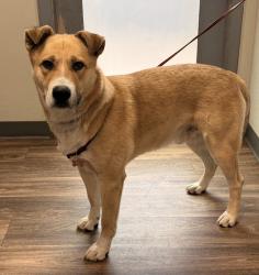 Shelter Stray Male Dog last seen Near E Mission Bay Drive, San Diego, CA, 92109, 5500 Gaines St, San Diego, CA 92110, USA