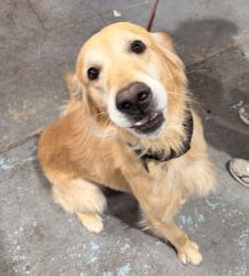 Shelter Stray Male Dog last seen Home Avenue, San Diego, CA, 92105, 5500 Gaines St, San Diego, CA 92110, USA