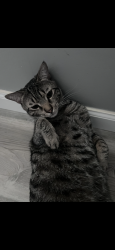 Lost Male Cat last seen Labrador Duck Rd, Hernando County, FL 34614
