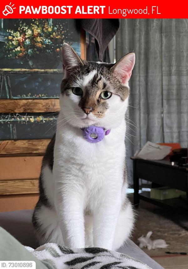 Lost Male Cat last seen The Landings Neighborhood, Longwood, FL 32750