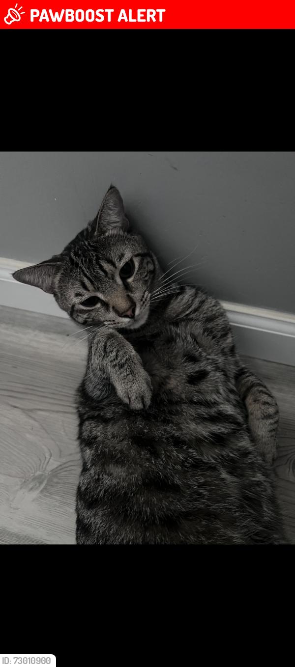 Lost Male Cat last seen Labrador Duck Rd, Hernando County, FL 34614
