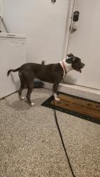 Reunited Female Dog last seen NE 1st Terrace, Oakland Park, FL, USA, Oakland Park, FL 33334