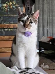 Lost Male Cat last seen The Landings Neighborhood, Longwood, FL 32750