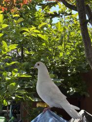 Lost Unknown Bird last seen Pompano and folsom ave, Hayward, CA 94544