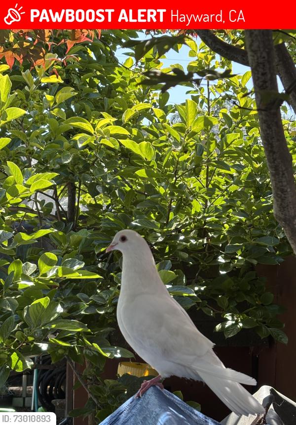 Lost Unknown Bird last seen Pompano and folsom ave, Hayward, CA 94544