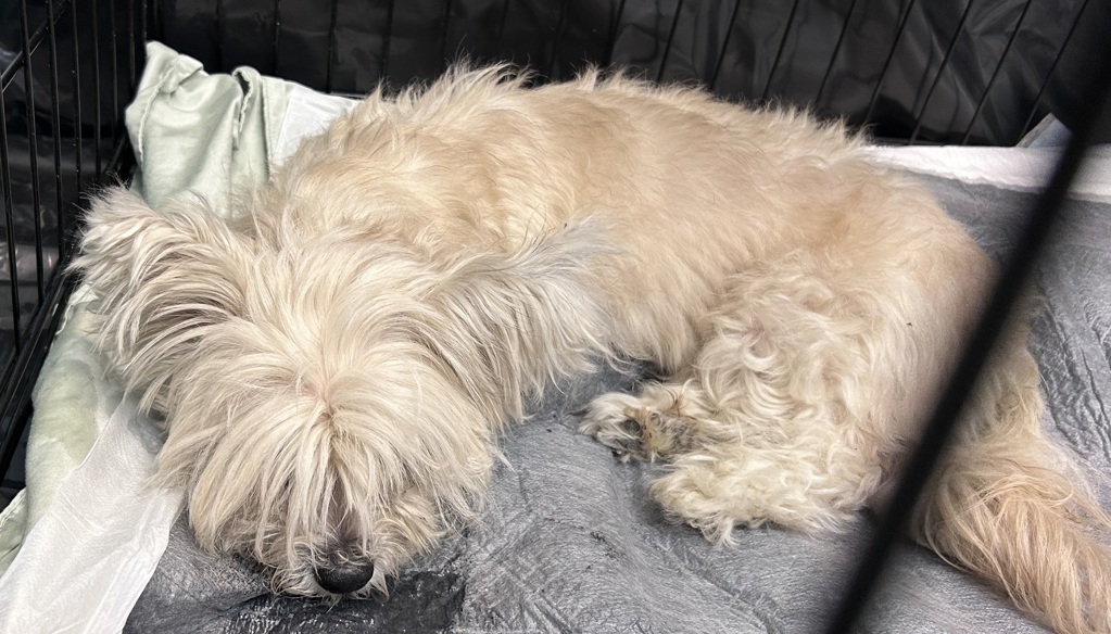 Shelter Stray Female Dog last seen Near E 151st Street, BRONX, NY, 10455, 326 E 110th St, New York, NY 10029, USA