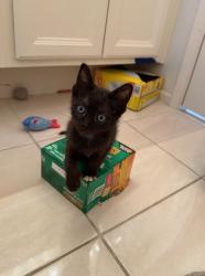 Shelter Stray Male Cat last seen Near Linwood Street, San Diego, CA, 92103, Oceanside, CA 92058, USA