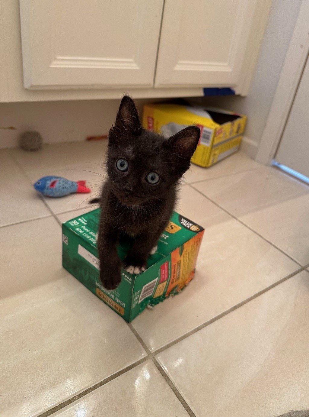 Shelter Stray Male Cat last seen Near Linwood Street, San Diego, CA, 92103, Oceanside, CA 92058, USA