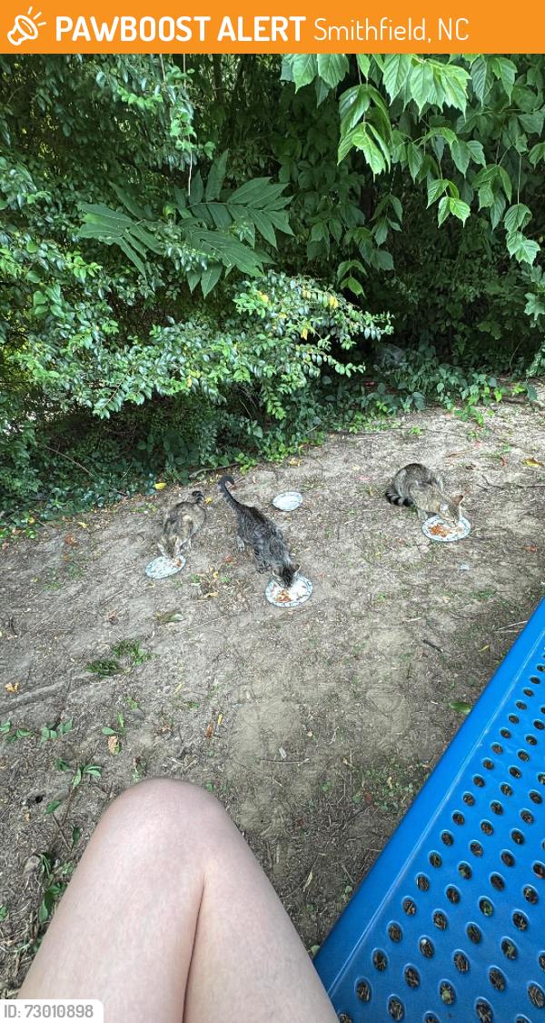 Found/Stray Unknown Cat last seen Market St., Smithfield, NC 27520