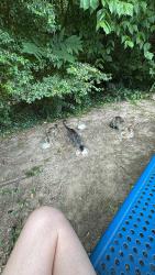 Found/Stray Unknown Cat last seen Market St., Smithfield, NC 27520
