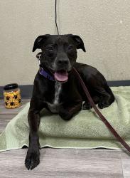 Shelter Stray Female Dog last seen Near Santa Fe Avenue, Vista, CA, 92084, Oceanside, CA 92058, USA