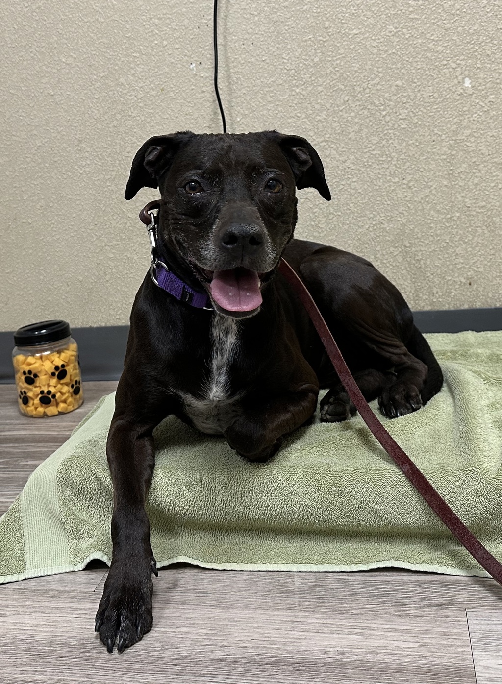 Shelter Stray Female Dog last seen Near Santa Fe Avenue, Vista, CA, 92084, Oceanside, CA 92058, USA