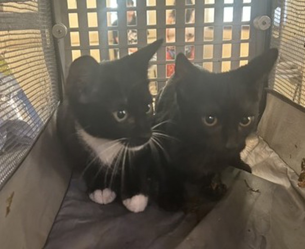 Shelter Stray Unknown Cat last seen Iron Leige Run, VIRGINIA BEACH, VA, 23454, 341 S Birdneck Rd, Virginia Beach, VA 23451, USA