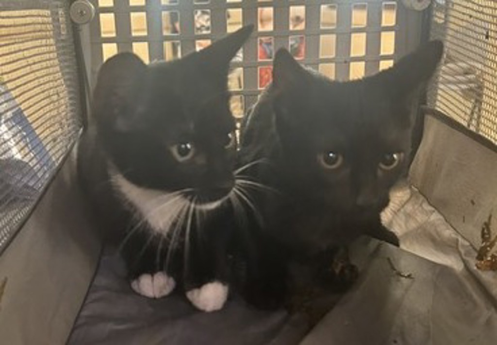 Shelter Stray Unknown Cat last seen Iron Leige Run, VIRGINIA BEACH, VA, 23454, 341 S Birdneck Rd, Virginia Beach, VA 23451, USA