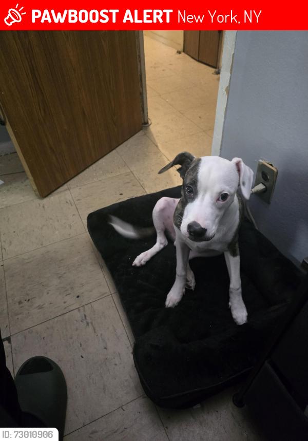 Lost Male Dog last seen St.Nicholas hses, New York, NY 10027