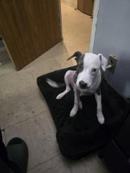 Lost Male Dog last seen St.Nicholas hses, New York, NY 10027