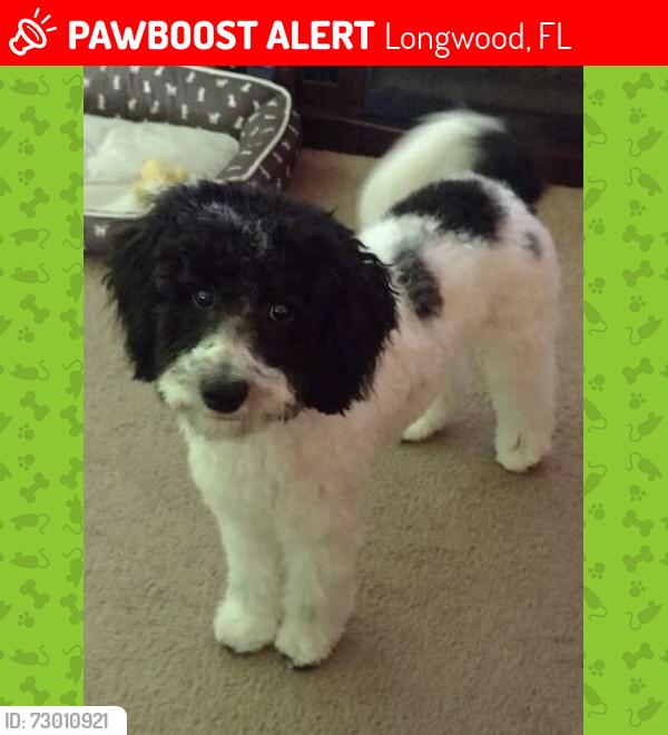 Lost Female Dog last seen Earl St. & Stanley St., Longwood, FL 32750