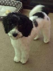 Lost Female Dog last seen Earl St. & Stanley St., Longwood, FL 32750
