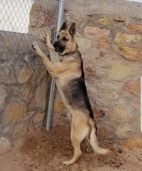Lost Male Dog last seen Paseo del este, El Paso, TX 79928