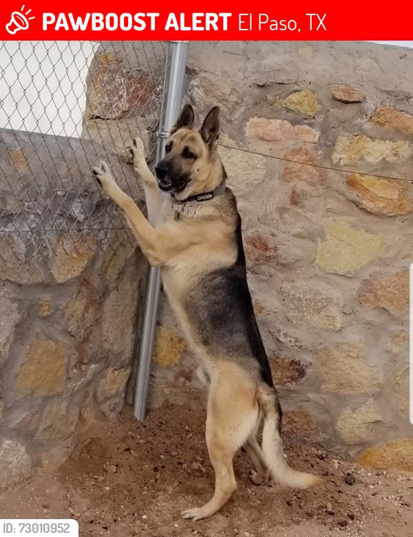 Lost Male Dog last seen Paseo del este, El Paso, TX 79928