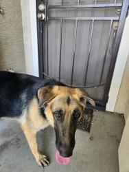 Found/Stray Male Dog last seen 107th Ave & Lower Buckeye, Avondale, Avondale, AZ 85353