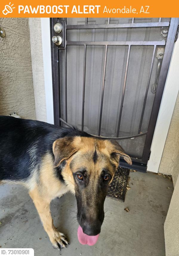 Found/Stray Male Dog last seen 107th Ave & Lower Buckeye, Avondale, Avondale, AZ 85353