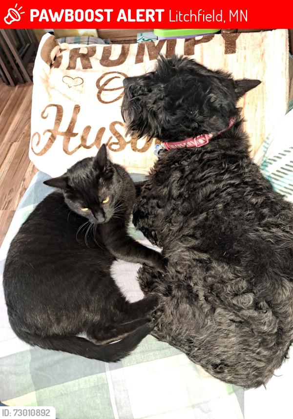 Lost Female Cat last seen St. Paul street and, Litchfield, MN 55355