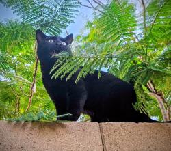 Lost Male Cat last seen Between 3 par and executive golf courses , Yuma, AZ 85367