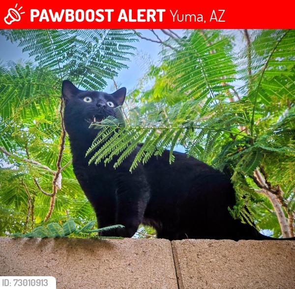 Lost Male Cat last seen Between 3 par and executive golf courses , Yuma, AZ 85367