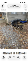 Found/Stray Unknown Dog last seen Polk and C St , Little Rock, AR 72203