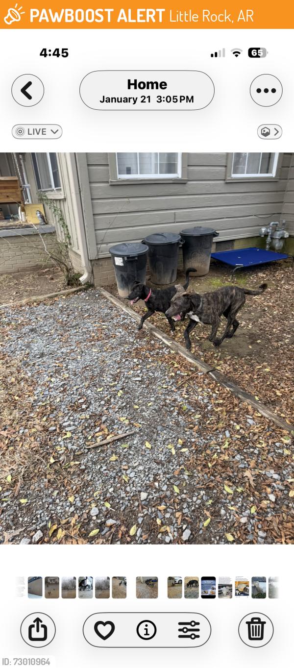 Found/Stray Unknown Dog last seen Polk and C St , Little Rock, AR 72203