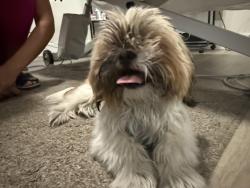 Found/Stray Male Dog last seen Farm and Topaz near Divitch Elementary , Las Vegas, NV 89149
