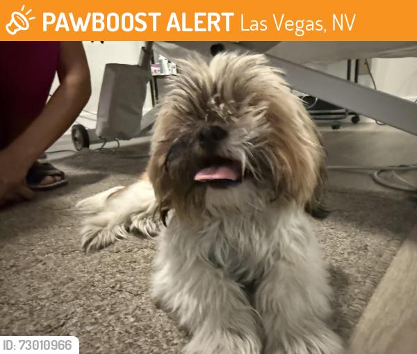 Found/Stray Male Dog last seen Farm and Topaz near Divitch Elementary , Las Vegas, NV 89149