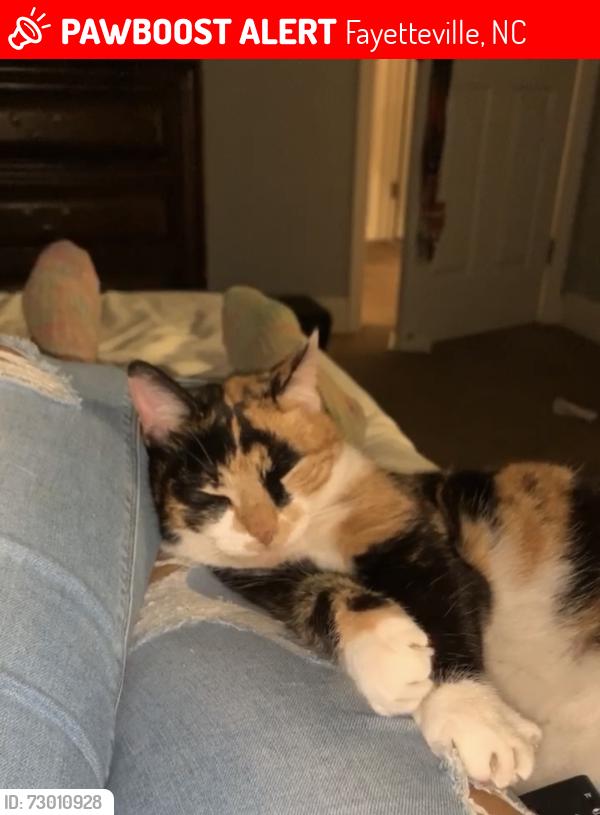 Lost Female Cat last seen Lothbury dr, Fayetteville, NC 28304