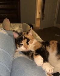 Lost Female Cat last seen Lothbury dr, Fayetteville, NC 28304