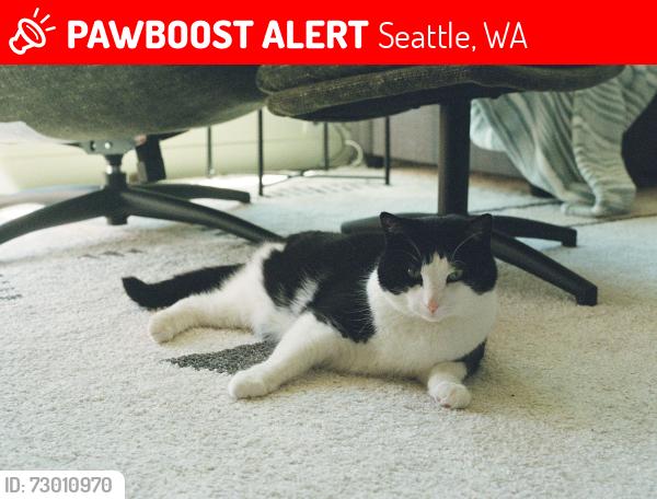 Lost Male Cat last seen 8th and 100th, Seattle, WA 98117