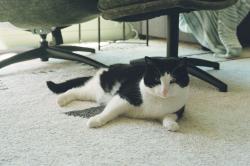 Lost Male Cat last seen 8th and 100th, Seattle, WA 98117