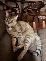 Reunited Female Cat last seen San Fernando Ave./Byrne, Cupertino, CA 95014