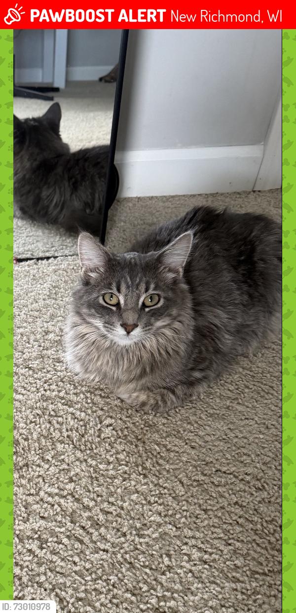 Lost Male Cat last seen W 9th street, New Richmond, WI 54017