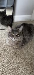 Lost Male Cat last seen W 9th street, New Richmond, WI 54017